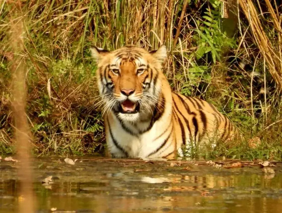 Bengal tiger resting in tall grass at the water's edge in Bardia National Park