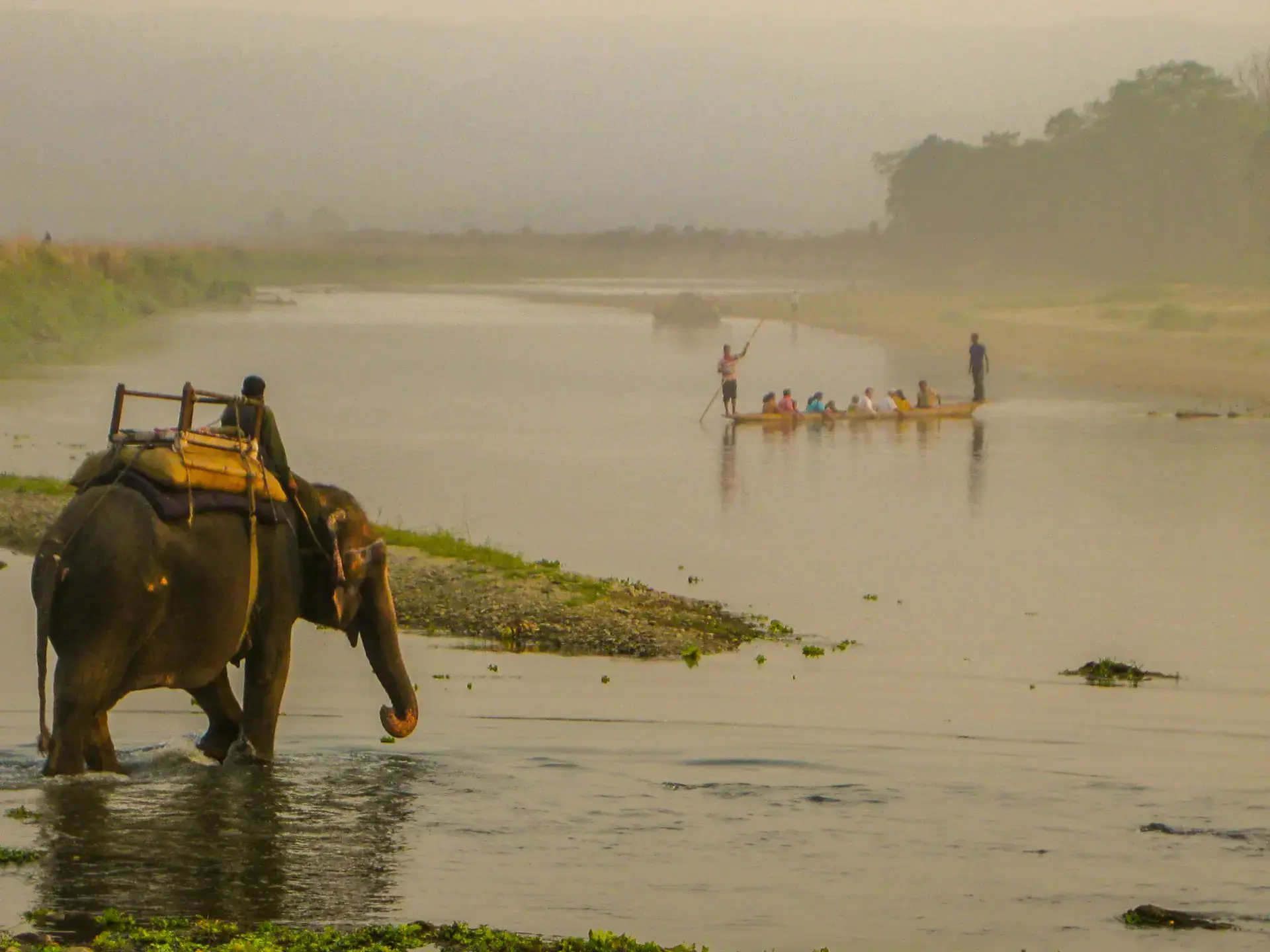 Elephant wading the Rapti River in Chitwan National Park at dawn